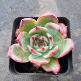 Echeveria Colorata 卡罗拉