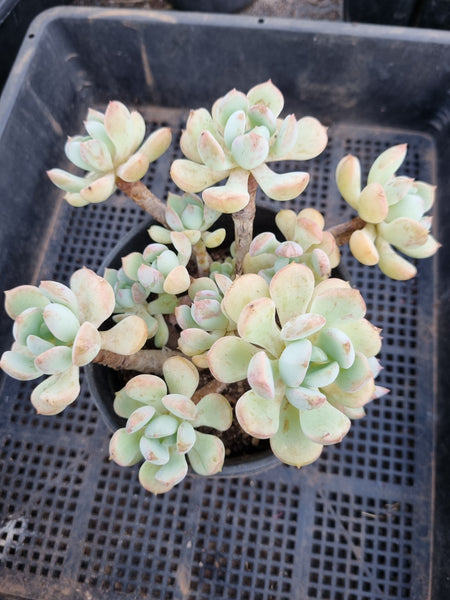 a grim one succulent Graptoveria 'A Grim One' 格林