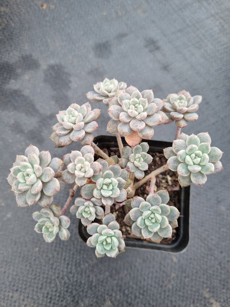 *GLGhybrid(1-349) Graptopetalum Red Bean 姬红豆