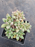 *GLGhybrid(1-441) Pachyphytum Baby Finger hybrid 婴儿手指杂