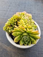 *GLGhybrid(2-49) Echeveria 'Gilva' hybrid crested 玉杯东云杂缀化
