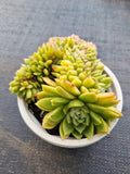 *GLGhybrid(2-49) Echeveria 'Gilva' hybrid crested 玉杯东云杂缀化