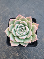*GLGhybrid(1-775) Echeveria Elegans 'Alba' hybrid 白月影杂