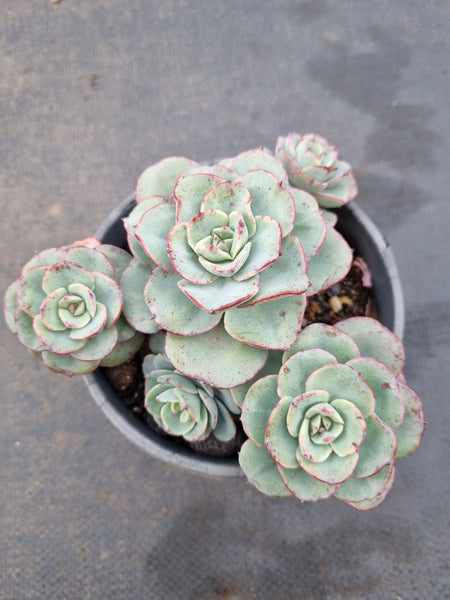 11cm pot Echeveria Peaches and Cream  奶油黄桃11cm盆