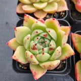 *GLGhybrid(1-497) Special hybrid pack of 4