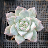 Echeveria Blue Bird 粉蓝鸟