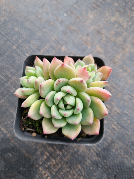 *GLGhybrid(1-743) Echeveria Sierra Hybrid 爱斯诺杂