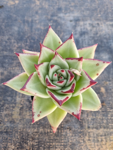 *GLGhybrid(1-179) Echeveria agavoides Ebony hybrid 乌木杂