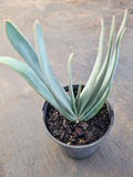 Aloe plicatilis / Fan Aloe
