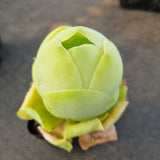 Aeonium diplocyclum var. Gigantea 鸡蛋玫瑰