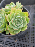 *GLGhybrid (2-83) Echeveria Secunda hybrid 赛康达杂