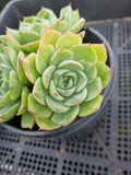 *GLGhybrid (2-83) Echeveria Secunda hybrid 赛康达杂