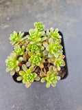 Aeonium Sedifolium x Spathulatum 小人祭