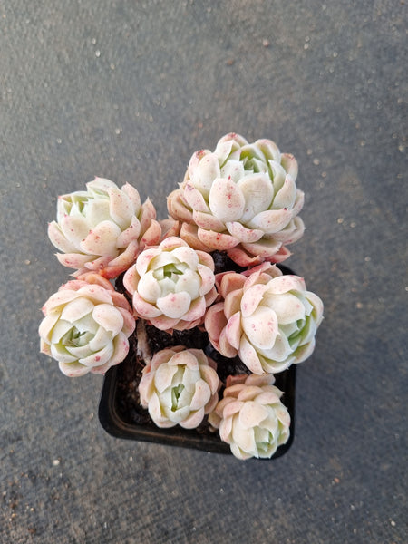 Echeveria Icy Beauty 冰美人