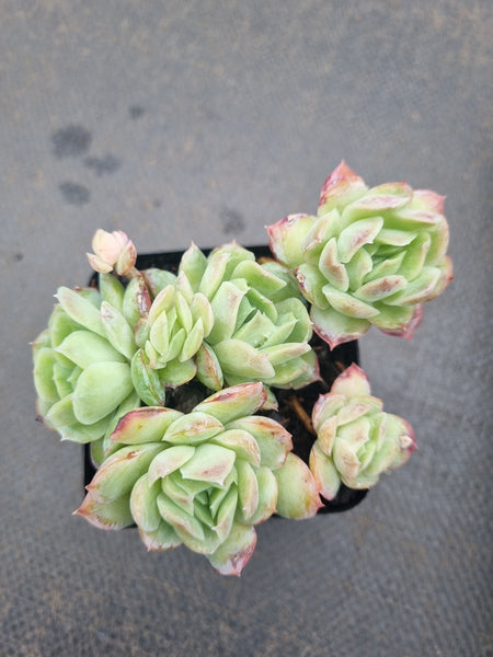 *GLGhybrid(1-1352) Echeveria Raspberry ice hybrid 冰莓杂
