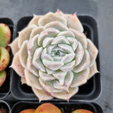 *GLGhybrid(1-501) Special hybrid pack of 4