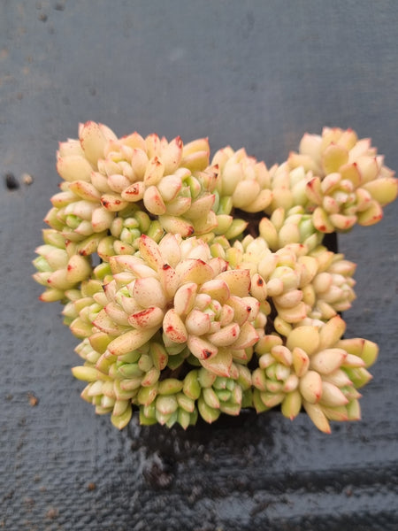 *GLGhybrid(1-1489) Graptopetalum Mendozae hybrid 丸姬杂