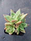 *GLGhybrid(1-376) Echeveria agavoides Ebony hybrid 乌木杂
