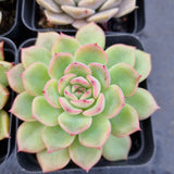 *GLGhybrid(1-505) Special hybrid pack of 4