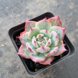 Echeveria Colorata 卡罗拉