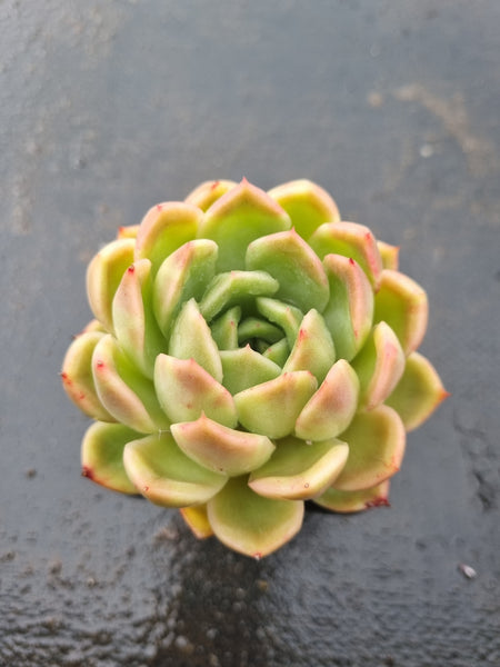 *GLGhybrid(1-1425) Echeveria Dark Ice hybrid 暗冰杂