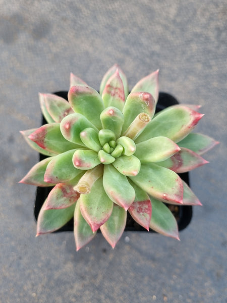 *GLGhybrid(1-1225) Pachyphytum compactum hybrid 千代田之松杂