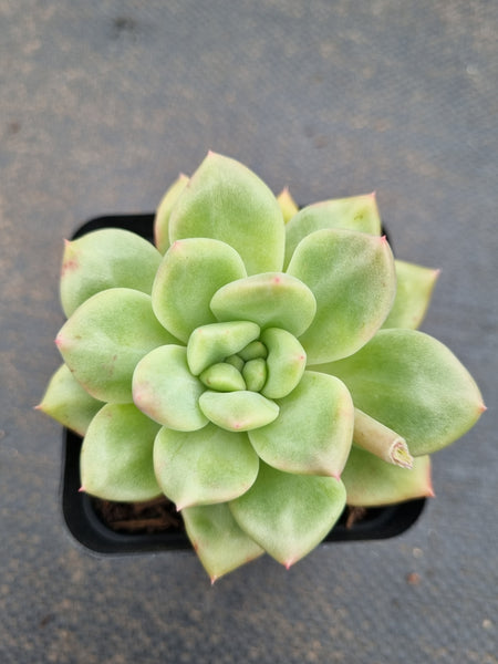 *GLGhybrid(1-1572) Echeveria agavoides Ebony hybrid 乌木杂