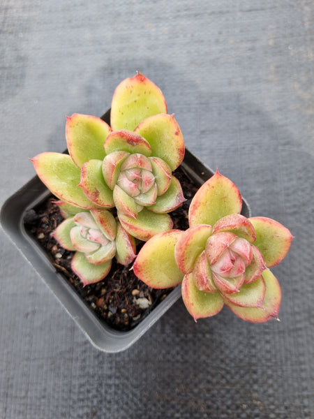 *GLGhybrid(1-379) Echeveria Agavoides hybrid 冬云杂