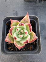 *GLGhybrid(1-1138) Special hybrid pack of 4