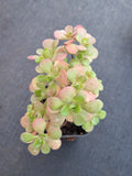 Aeonium saundersii 橄榄球玫瑰