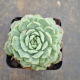 Echeveria Red Hole 朱砂痣