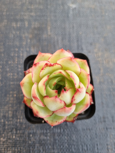 *GLGhybrid(1-1274) Echeveria Pulidonis (Veracruz) hybrid 红边灵隐杂