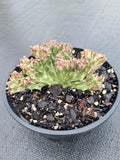 Euphorbia Lactea Crestate