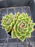 *GLGhybrid(2-115) Echeveria Black Rose hybrid 黑玫瑰杂
