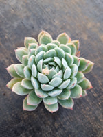 *GLGhybrid(1-328) Echeveria Raspberry ice hybrid 冰莓杂
