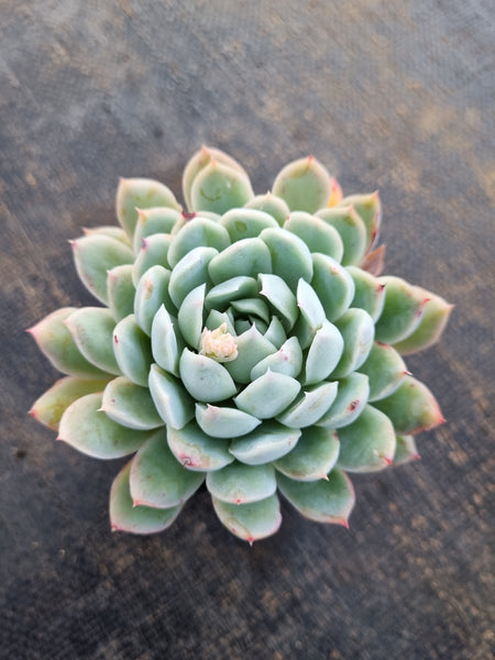 *GLGhybrid(1-328) Echeveria Raspberry ice hybrid 冰莓杂