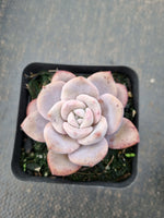 Graptopetalum Superbum x Laui 华雪/Graptoveria pink laui 粉雪莲