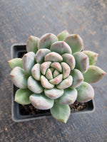 *GLGhybrid(1-737) Pachyveria Elaine hybrid 香水杂