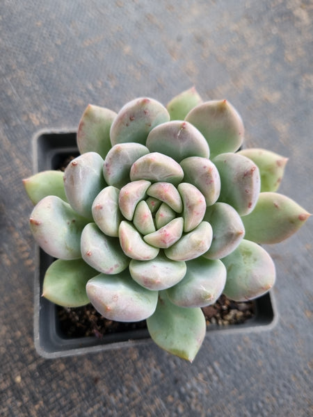 *GLGhybrid(1-737) Pachyveria Elaine hybrid 香水杂