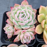 *GLGhybrid(1-503) Special hybrid pack of 4