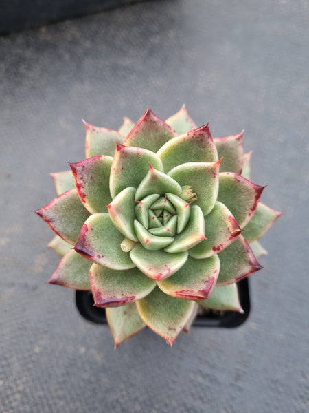 *GLGhybrid(1-879) Echeveria agavoides Polaris hybrid 北极星杂