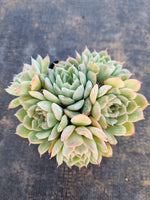 *GLGhybrid(1-169) Echeveria Schichi-kuksi hybrid