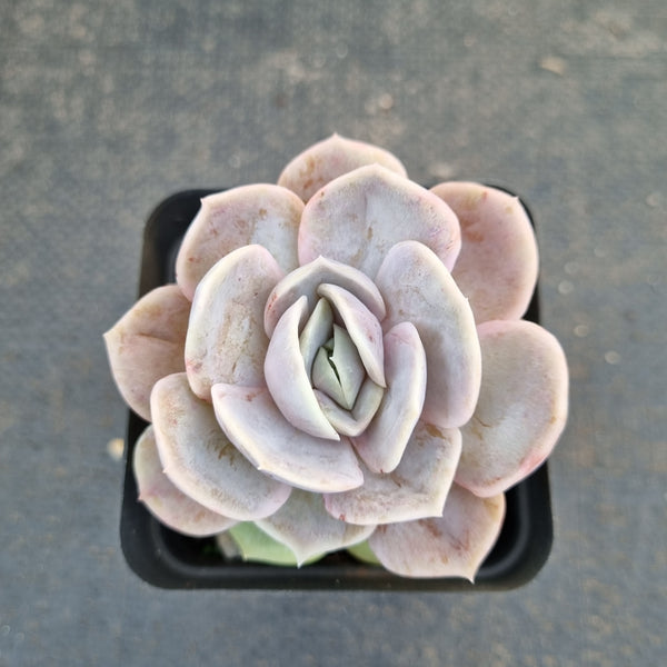 Echeveria Blue Surprise 蓝色惊喜