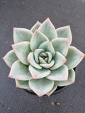 Echeveria white Champaign 白香槟