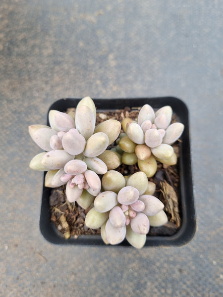 *GLGhybrid(1-1561) Graptopetalum Mendozae x Baby Finger 丸姬杂婴儿手指