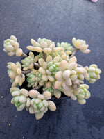 9cm pot Sedum Clavatum R. T. Clausen 凝脂莲