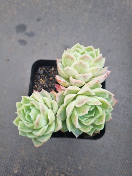 *GLGhybrid(1-1353) Echeveria Raspberry ice hybrid 冰莓杂
