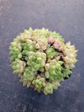 Haworthia no ID
