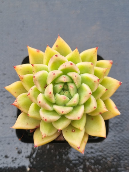 *GLGhybrid(1-1496) Echeveria agavoides Ebony hybrid 乌木杂