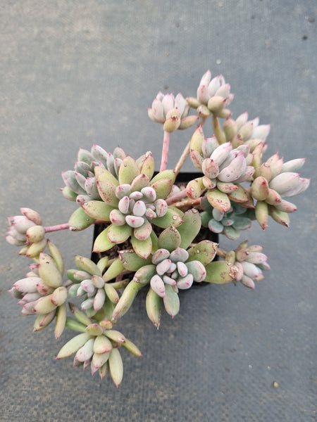 *GLGhybrid(1-1130) Pachyphytum Baby Finger hybrid 婴儿手指杂